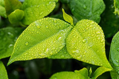 De La Hoja Verde Follaje Hojas Foto Gratis En Pixabay