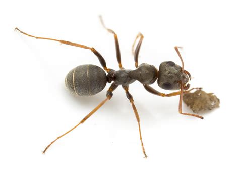 Hymenoptera Superfamilies Flashcards