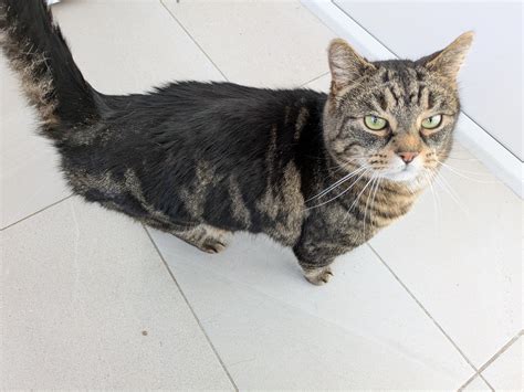 Freshfields Animal Rescue Freshfields Animal Rescue