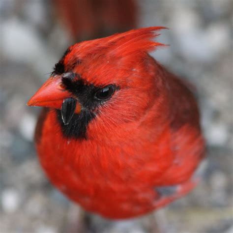 Pin By Michelle Trent On I Love Cardinals Pretty Birds Cardinal