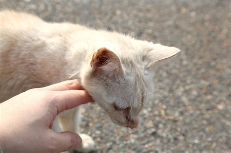 野良の子猫を飼う時に、気をつけるのはこんなこと！｜猫の総合情報サイト ペットスマイルニュースforネコちゃん