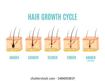 Hair Growth Cycle Medical Educational Poster Stock Illustration