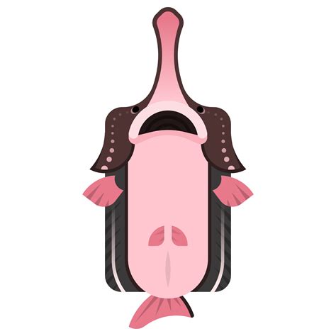 Paddlefish Infographic Artwork Rdeeeepioartworks