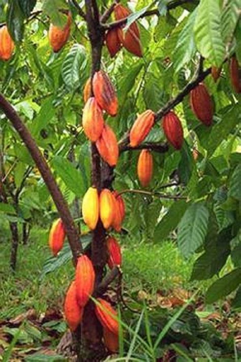 Polynesian Produce Stand Theobroma Cacao Cocoa Chocolate Tree