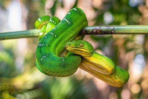 5 Fakta Emerald Green Tree Boa Ular Cantik Berwarna Hijau