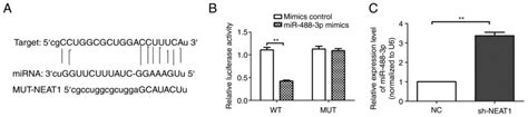 Knockdown Of LncRNANEAT1 Expression Inhibits Hypoxiainduced Scar