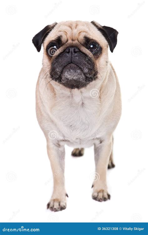 Un Perro Lindo Del Barro Amasado Foto De Archivo Imagen De Abajo