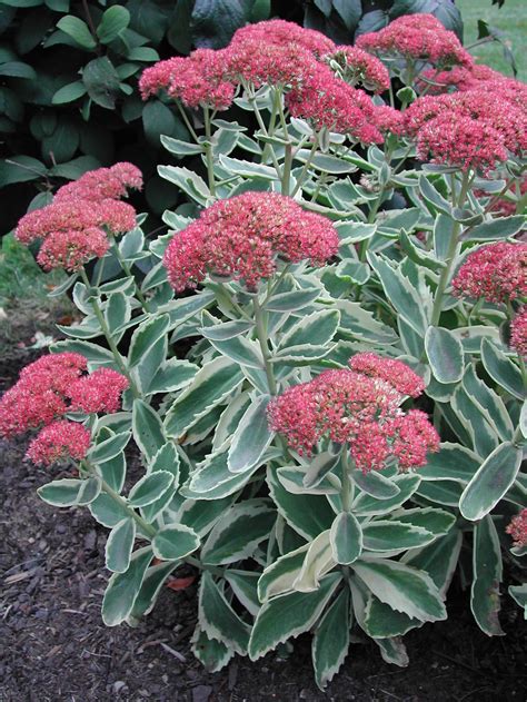 Autumn Charm Sedum Plant Library Pahls Market Apple Valley Mn