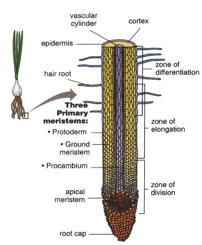 Primary Growth And Development Processes On Plant New Science Biology