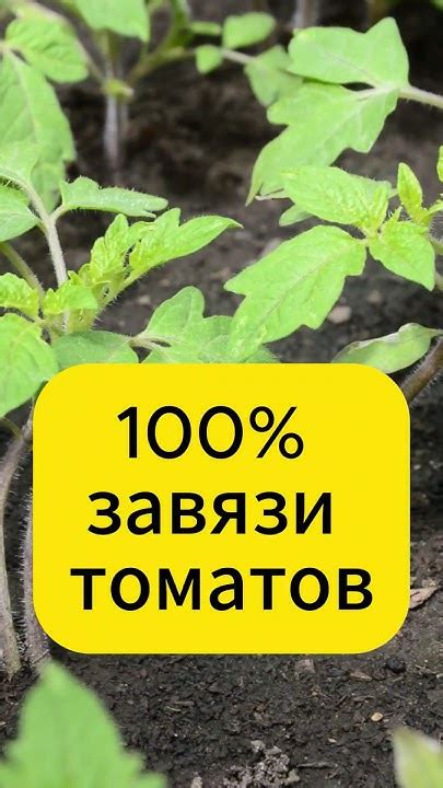 Средство для 100% завязи томатов #дача #овощи #огород #томаты - YouTube