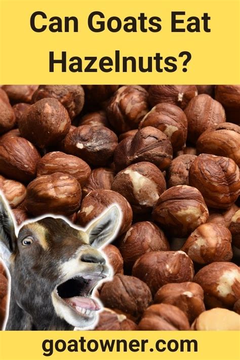 Can Goats Eat Hazelnuts Are They Safe Goat Owner