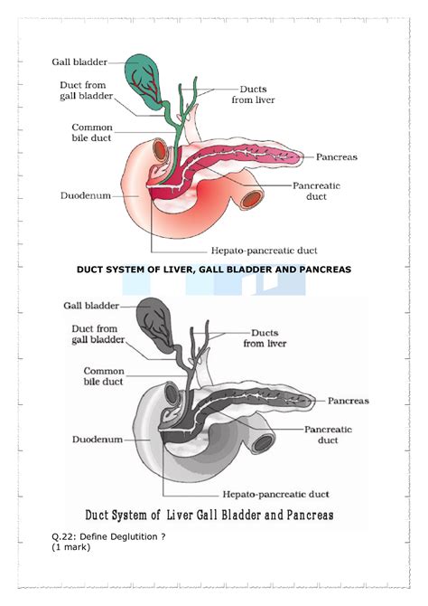 Important Questions For Class 11 Biology Chapter 16 Digestion And