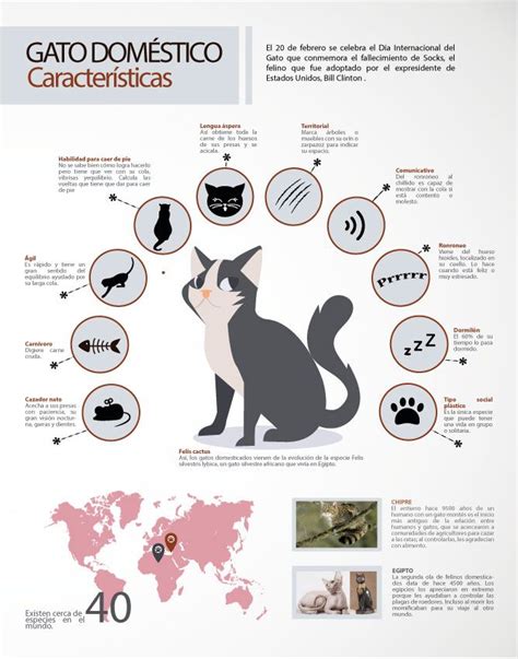 Información Básica Sobre Los Gatos Informacion De Gatos Lenguaje De Los Gatos Anatomía Del Gato