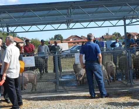 Afrička kuga svinja potvrđena na 42 imanja u Srpskoj Moja Gradiška