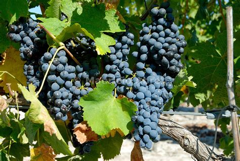 Images Of Portugal Grapes Of The Varietal Syrah Comporta Alentejo