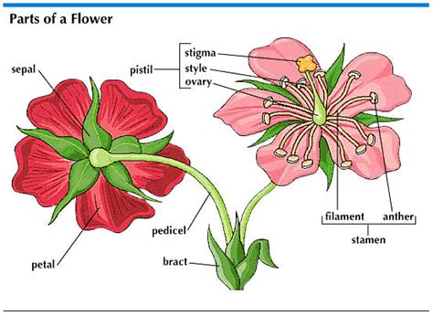 Flower - Parts of Flower - Plant Taxonomy - Forestrypedia