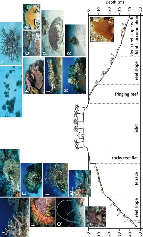 schematic diagram of the topography and reef communities of a patch ...