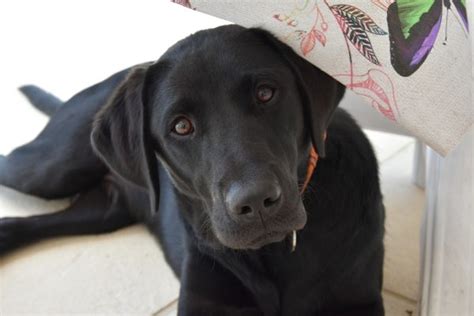 The English Lab Vs American Labrador Retriever