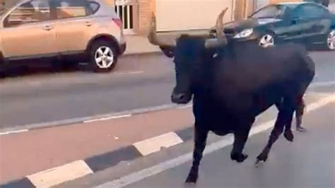 Tragedia Muere Mujer Que Fue Embestida Por Un Toro Que Sali De Las