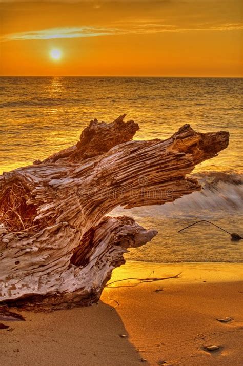 Driftwood Stump On The Beach At Sunset Stock Image Image Of