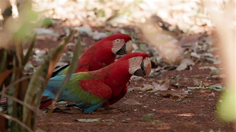 Adult Red and green Macaw 27541046 Stock Video at Vecteezy