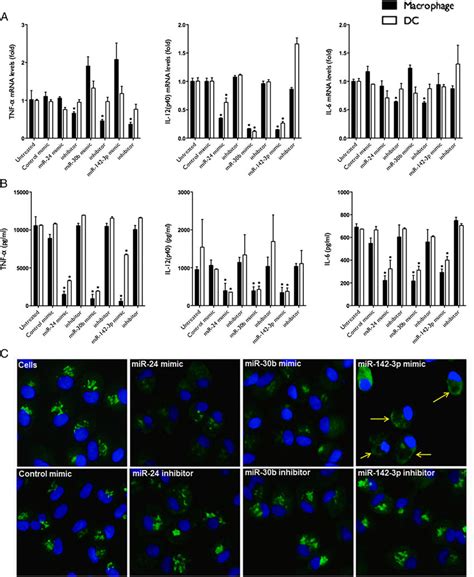 Mirna Mimics Differentially Modulate Transcription And Intracellular