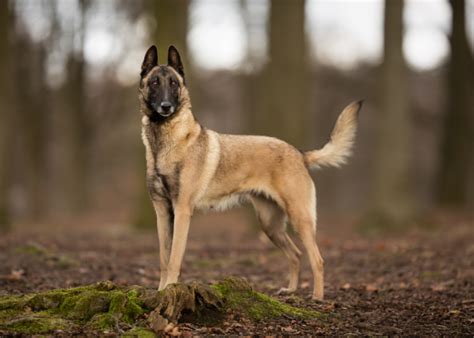 22 Captivating Yellow Eyed Dog Breeds With Photos