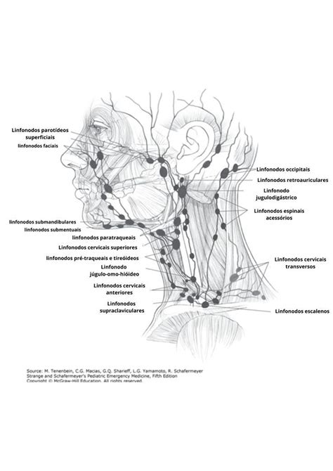 Rede Linfática Cabeça e Pescoço linfonodos Cabeça e pescoço