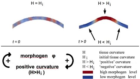 Figure From A Mechanochemical Model For Embryonic Pattern Formation