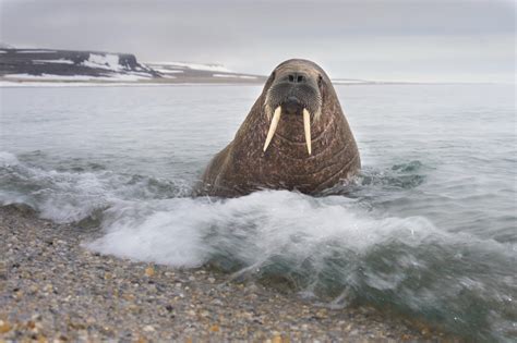 Las Islas Svalbard Noruega El Reino Del Oso Polar