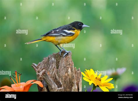 Baltimore Oriole Nest Hi Res Stock Photography And Images Alamy