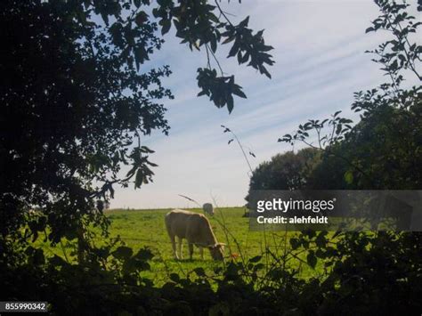 A Normandy Farm Photos And Premium High Res Pictures Getty Images