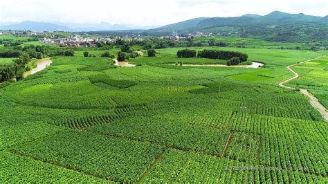 航拍绿色农业生态农业种植视频素材 农业畜牧视频素材下载 高清1920X1080视频素材下载 凌点视频素材网 编号 3324