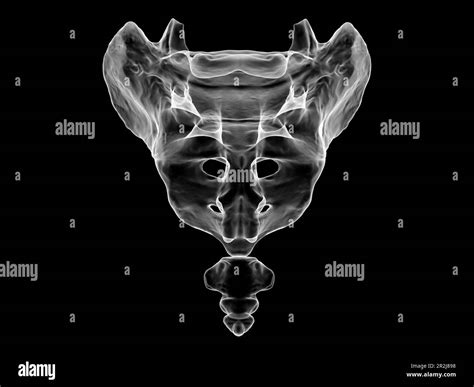 Anatomy Of The Sacrum And Coccyx Illustration Stock Photo Alamy