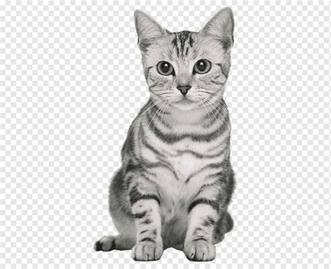 Gestreifte Katze Tier Katze Katze Clipart Png Pngwing