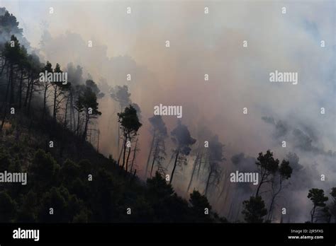 Sant Agata Di Puglia Italia Agosto L Incendio Boschivo