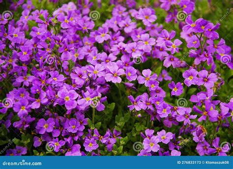 Aubrieta Deltoidea Known As Lilacbush Purple Rock Cress And Rainbow