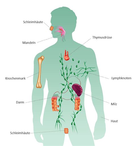 Gesundheitskompass Herz Kreislauf System Alle Informationen Von A Z