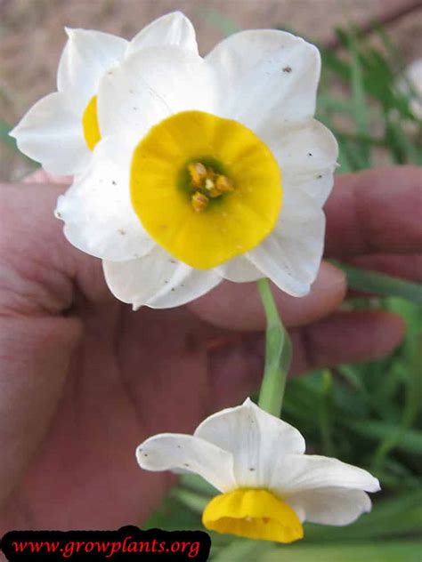 Narcissus Tazetta How To Grow And Care