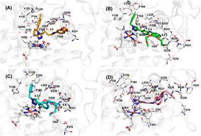 Frontiers Novel 1 2 3 Triazole Erlotinib Derivatives As Potent IDO1