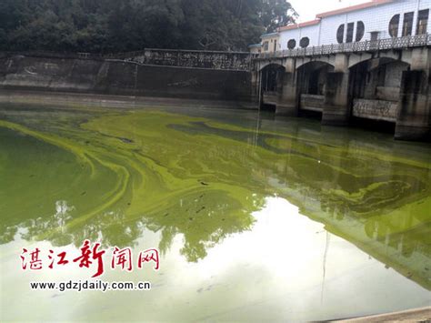 湛江鹤地水库污染严重成污水缸组图新闻中心新浪网