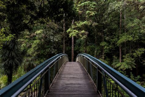 Banco De Imagens Rvore Natureza Ao Ar Livre Pista Ponte Ponte