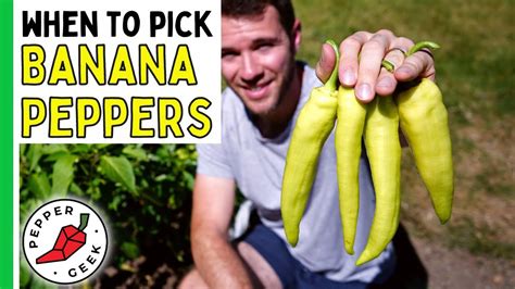 When To Pick Banana Peppers It S Sooner Than You Think Pepper Geek