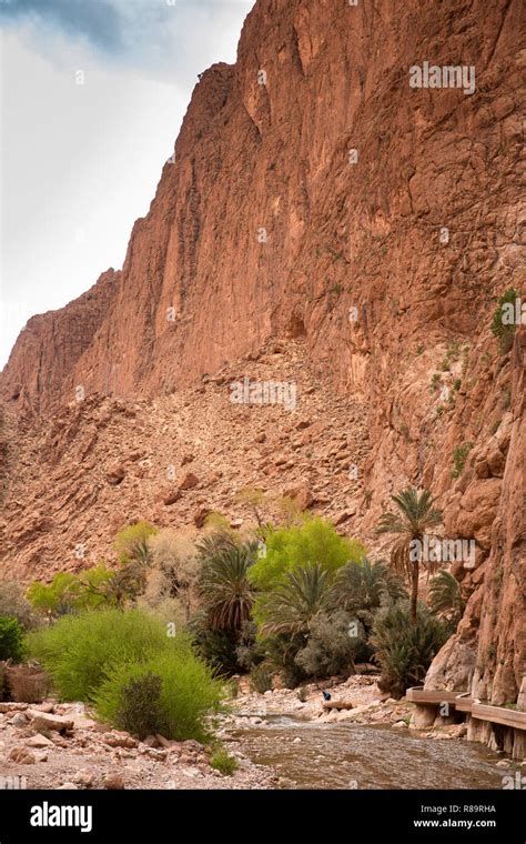 Morocco Todra Gorge Todra River Below Steep Cliffs Stock Photo Alamy