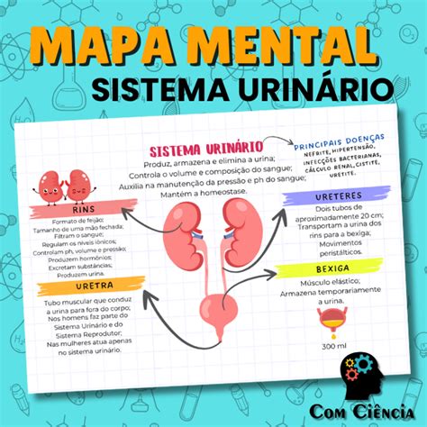 MAPA MENTAL SIMPLIFICADO DO SISTEMA URINÁRIO Ciência Hotmart