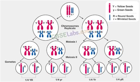 Principles Of Inheritance And Variation Cbse Notes For Class 12 Biology Learn Cbse