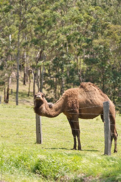 camel  stocksy contributor gillian vann stocksy