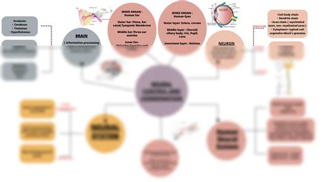 Solution Neural Control And Coordination Mindmap Studypool