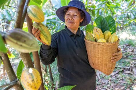 Optimizing Cocoa Orchard Management A Month By Month Garden