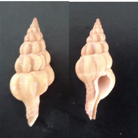 Fusolatirus Pearsoni Snyder 2002